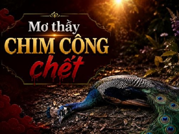 mo thay chim cong chet